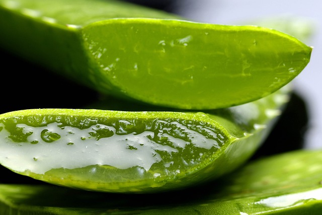 Scopri come l'Aloe può migliorare la tua salute i benefici sorprendenti!
